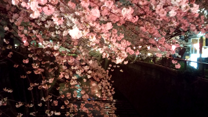 kirsikankukat tokio meguro joki vaaleanpunainen hehku