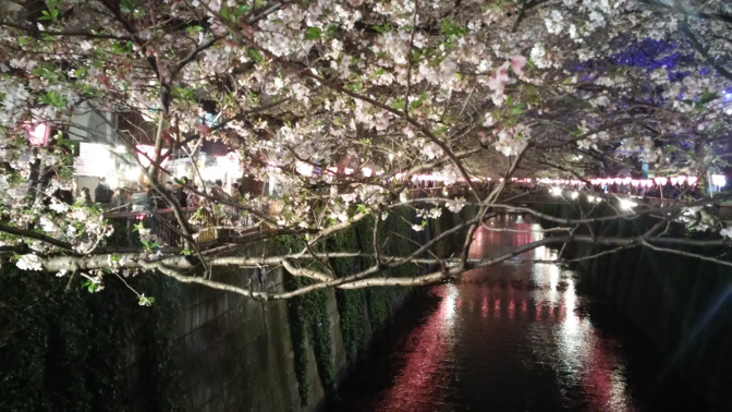 tokio kirsikankukat meguro joki yö ilta