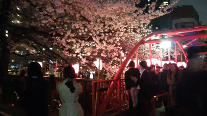 japani tokio meguro kirsikankukat ihmisiä romantiikka