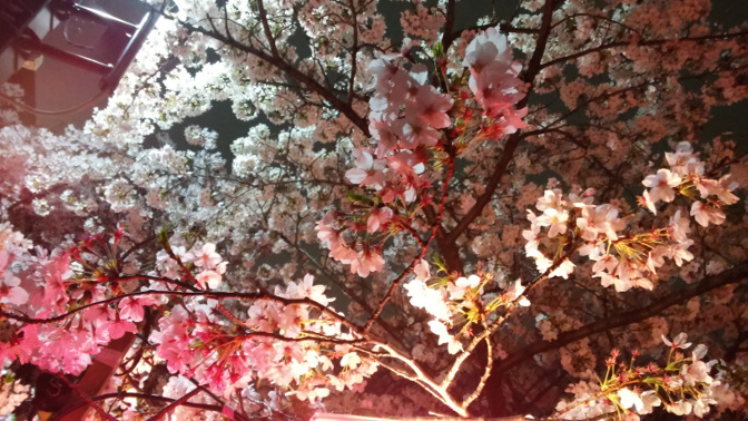 kirsikankukat yö tokio japani