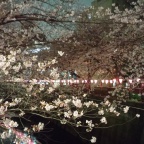 Kirsikankukkia pimeällä: Meguro-joki Tokiossa